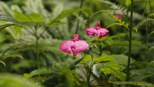 NYUNGWE REGENWALD PROJEKT