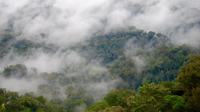 Nyungwe Bergnebelwald