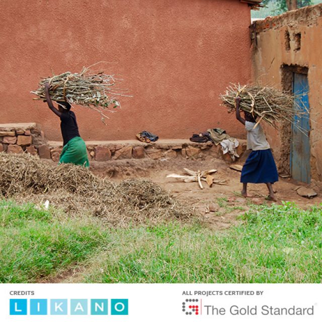 The collection of firewood is obligatory for schoolchildren