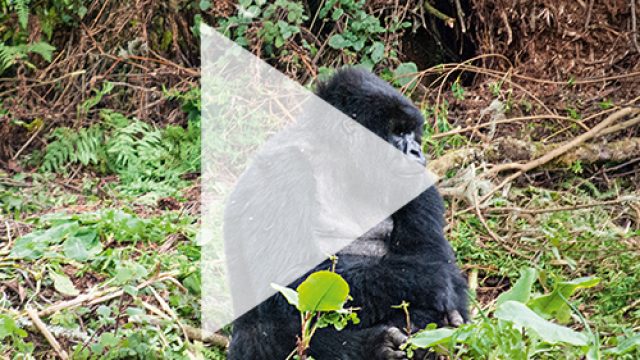 MOUNTAIN GORILLA TREKKING